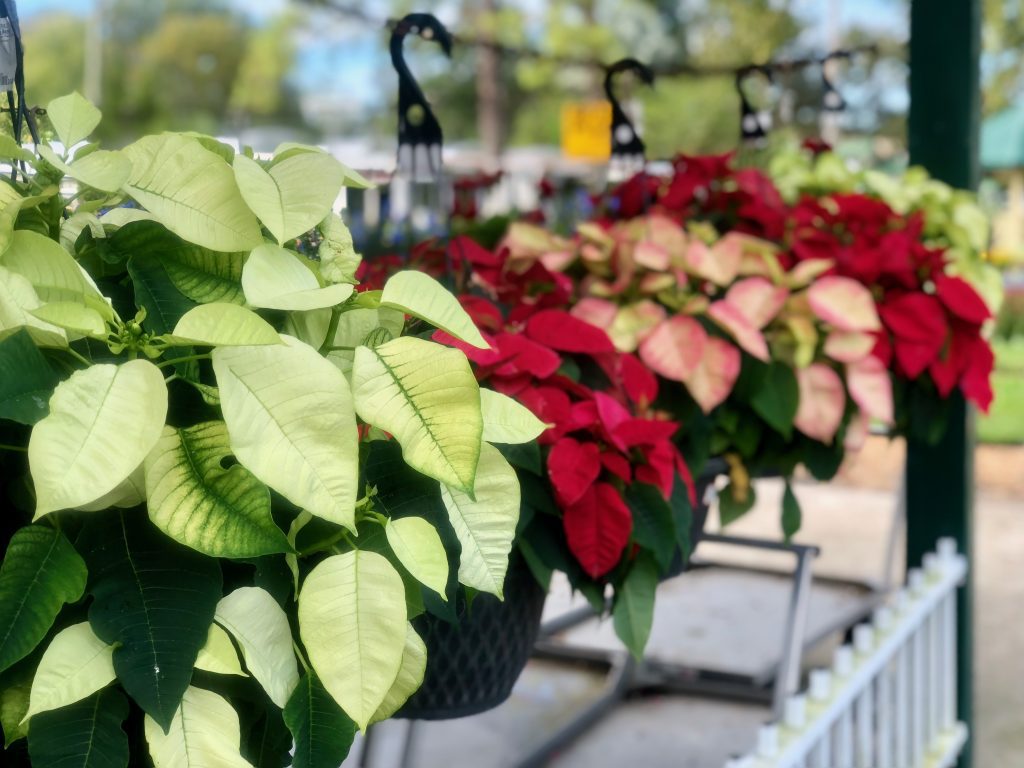 Poinsettia Hanging Baskets