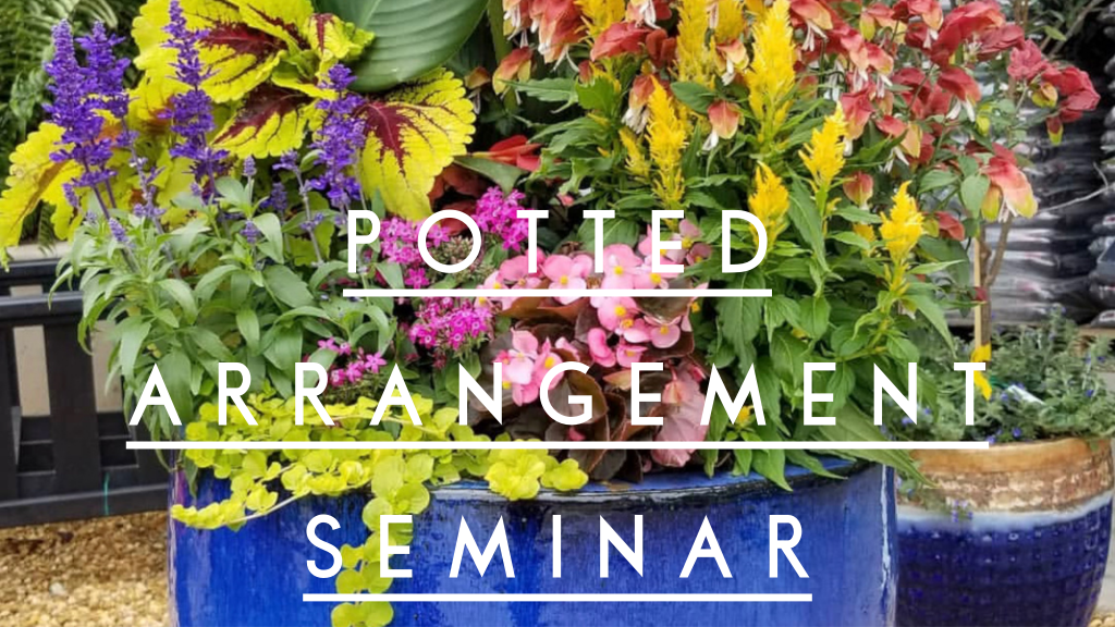 Potted Arrangement Seminar Cover