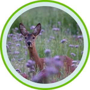 Deer Resistant Pic