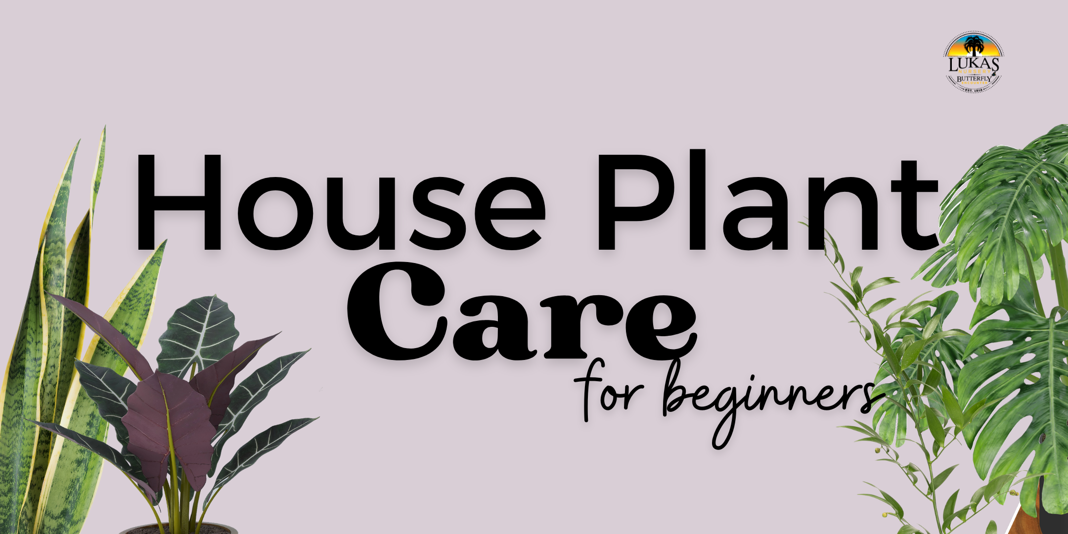 houseplant care