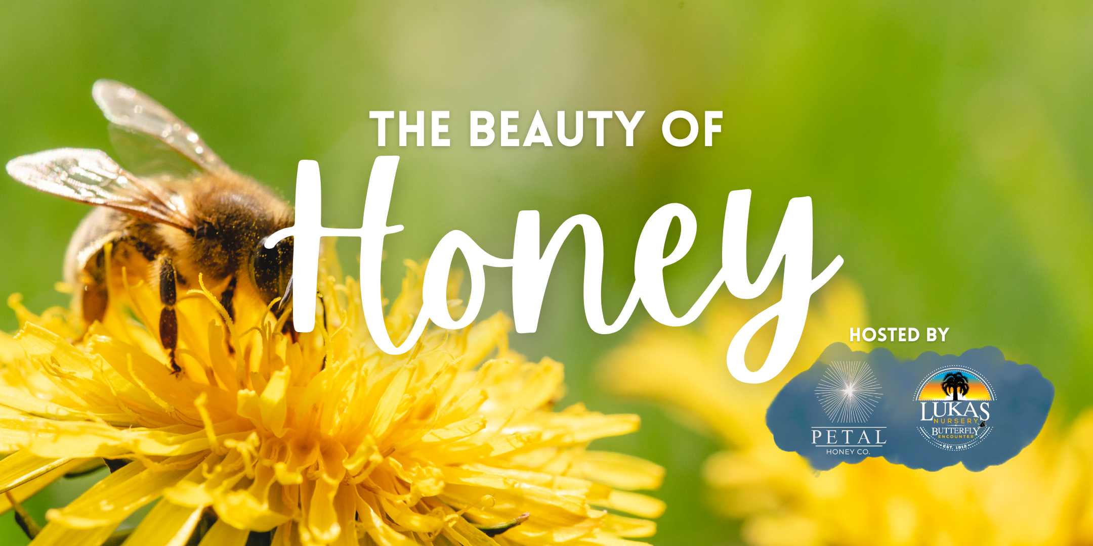 the beauty of honey