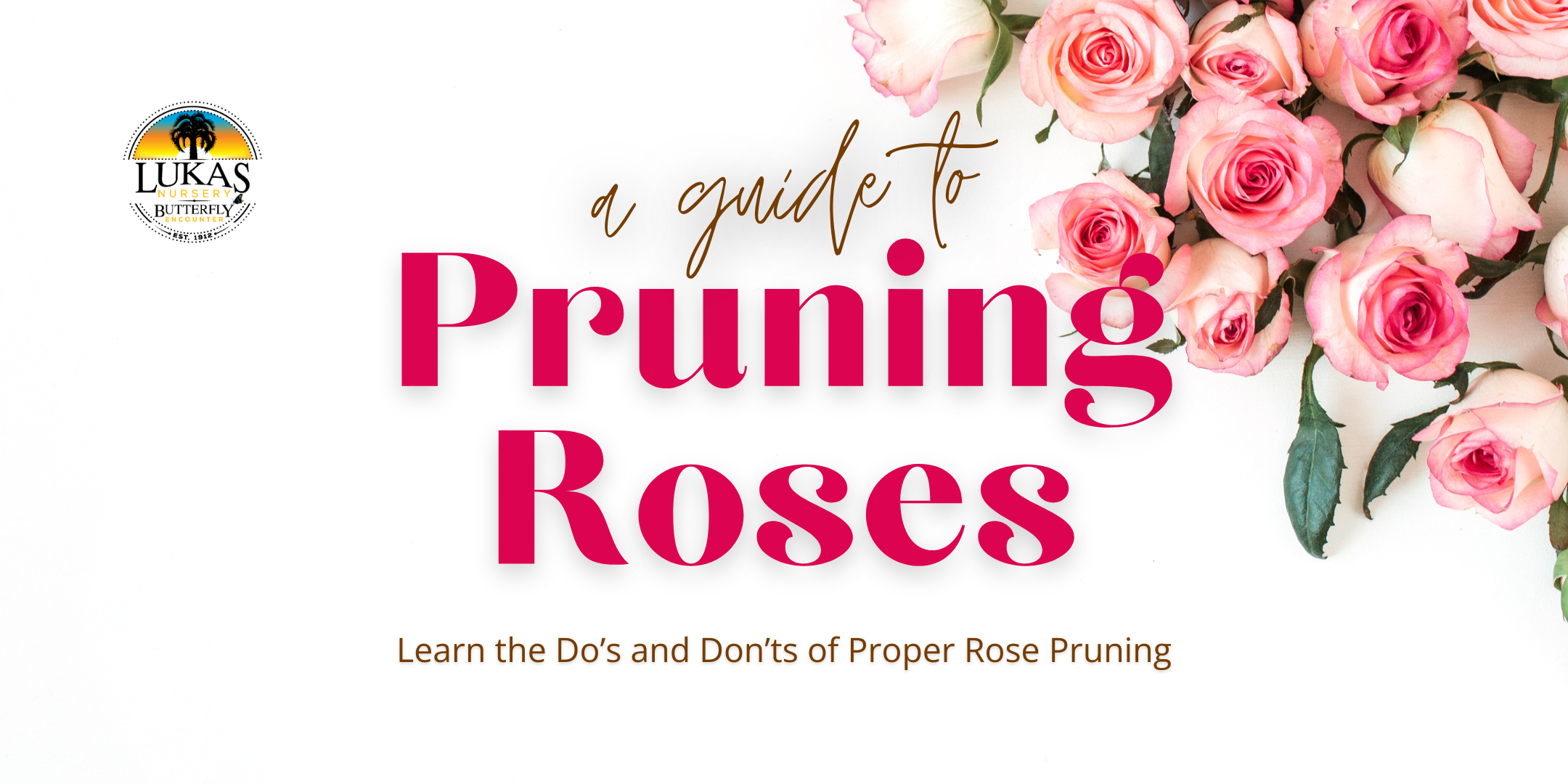 pruning roses