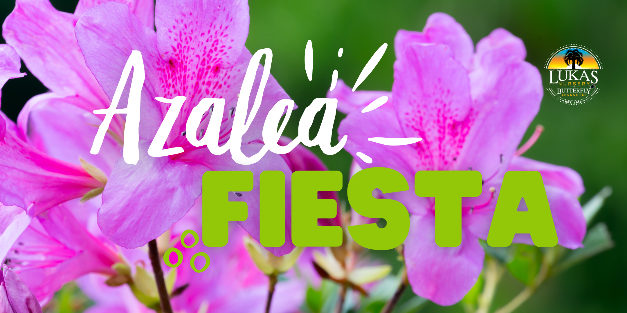 azalea fiesta!