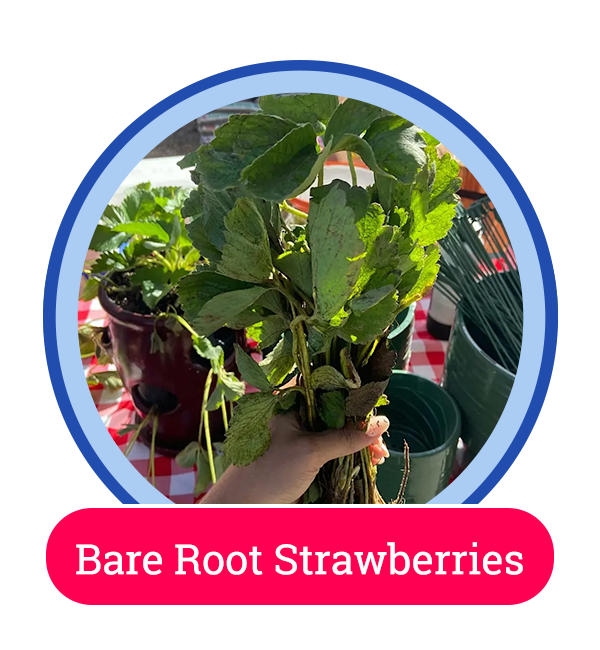 strawberry home page circ;e
